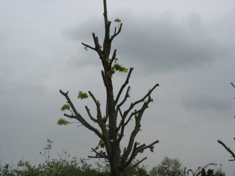 Der wächst doch wieder….. Hortus Vivendi